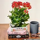 Gestapelter Büchertopf Botanical Trilogy