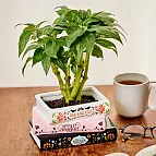 Hergestellt aus hochwertiger Keramik